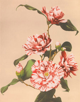Kazamusa - Camelias