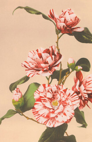 Kazamusa - Camelias