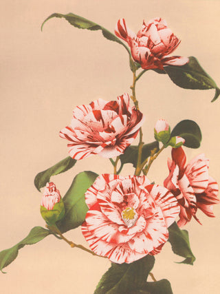 Kazamusa - Camelias