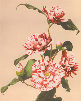 Kazamusa - Camelias