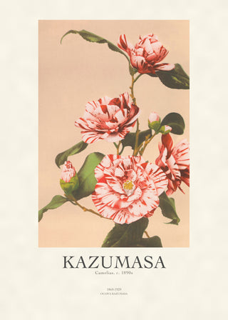 Kazumasa - Camelias