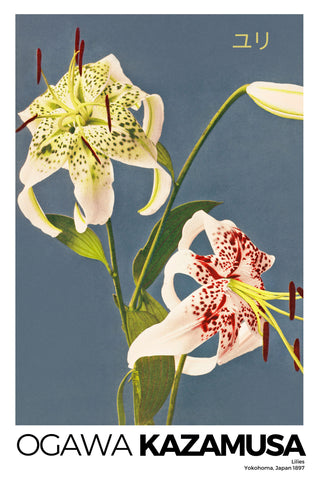 Kazamusa - Lilies