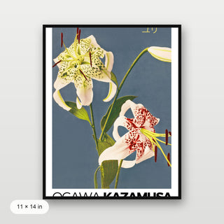 Kazamusa - Lilies