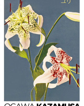 Kazamusa - Lilies