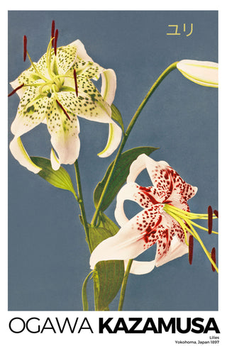 Kazamusa - Lilies
