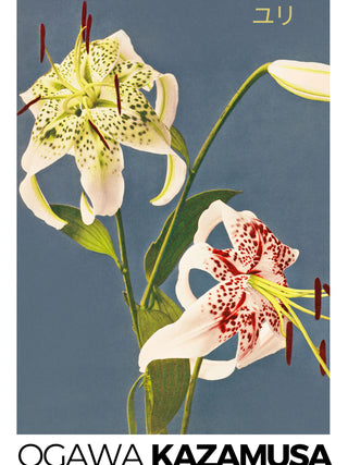 Kazamusa - Lilies
