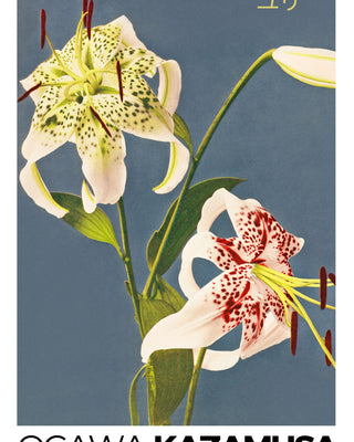 Kazamusa - Lilies