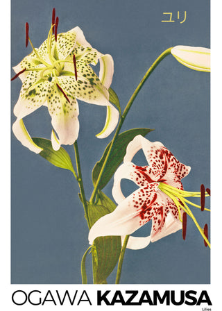 Kazamusa - Lilies
