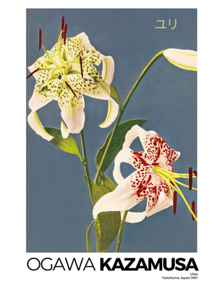 Kazumasa - Lilies