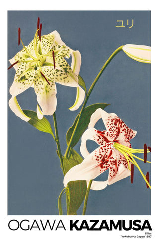 Kazumasa - Lilies