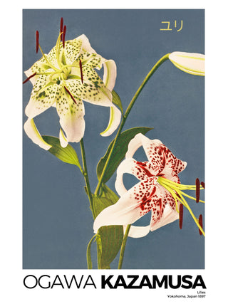 Kazumasa - Lilies