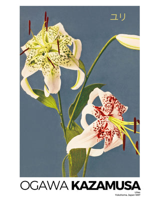 Kazumasa - Lilies