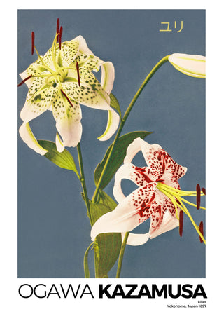 Kazumasa - Lilies
