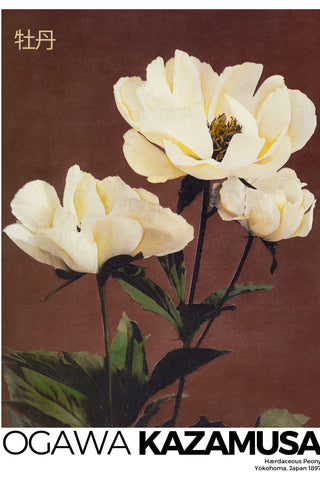 Kazamusa - Peony