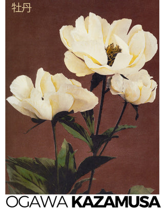 Kazamusa - Peony