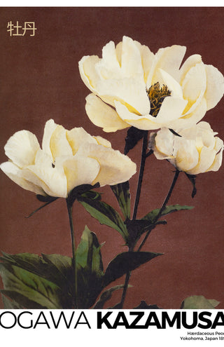 Kazamusa - Peony