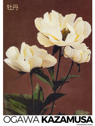 Kazamusa - Peony