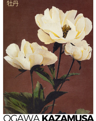 Kazamusa - Peony