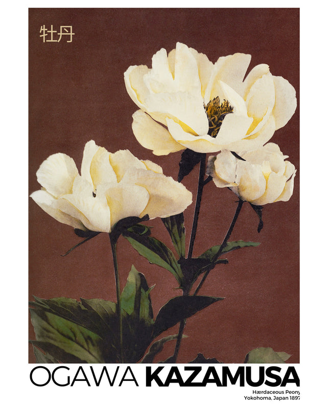 Kazumasa - Peony, Full Bleed