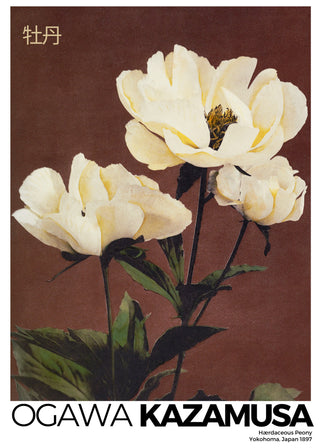 Kazamusa - Peony