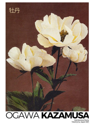 Kazumasa - Peony