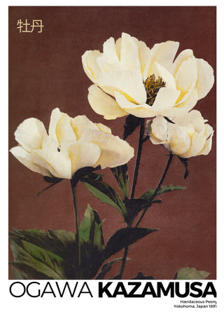 Kazumasa - Peony