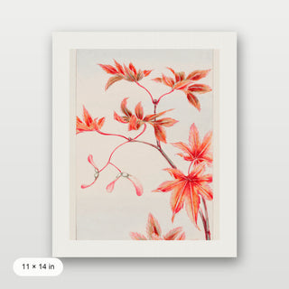 Morikaga - Branch of Momiji