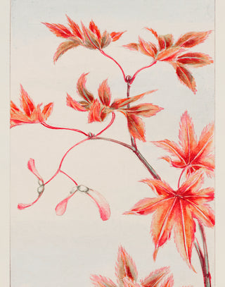 Morikaga - Branch of Momiji