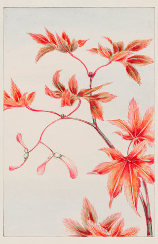 Morikaga - Branch of Momiji