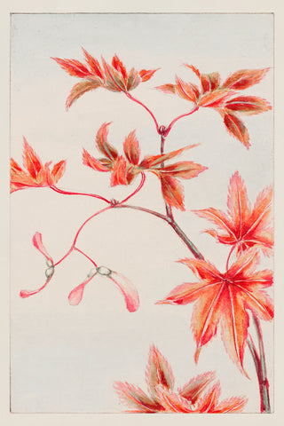 Morikaga - Branch of Momiji
