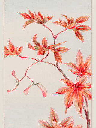 Morikaga - Branch of Momiji