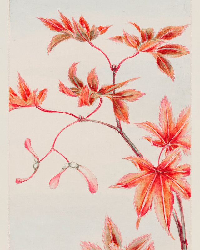 Morikaga - Branch of Momiji, Full Bleed