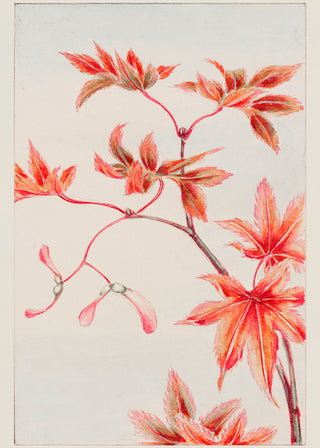 Morikaga - Branch of Momiji