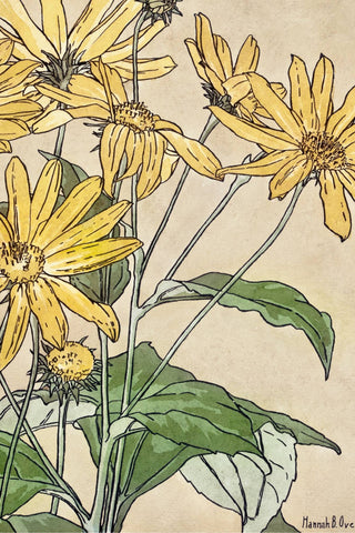 Overbeck - Sunflowers