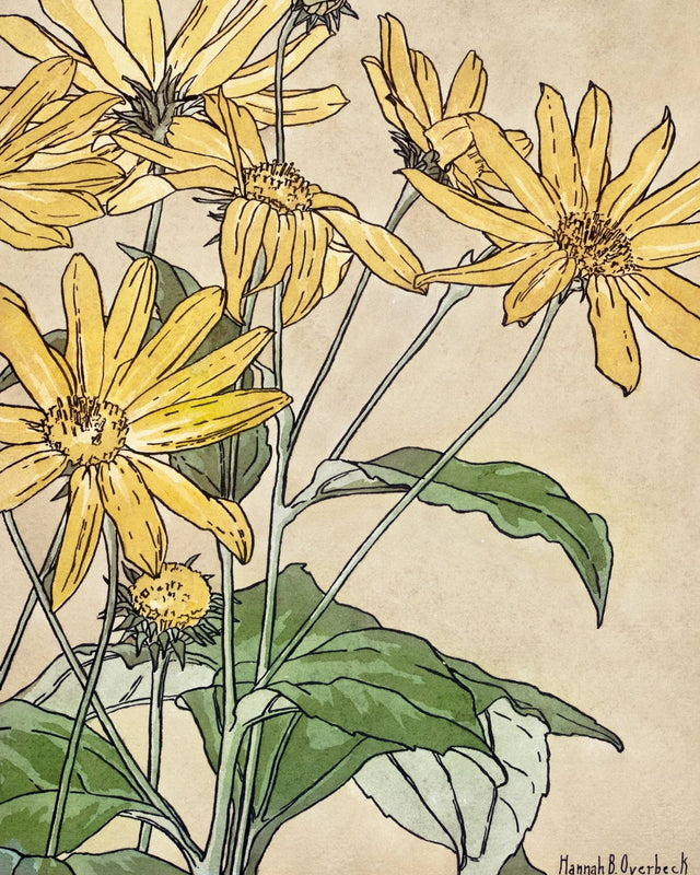 Overbeck - Sunflowers, Full Bleed