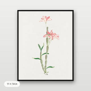 Sakoku Flower