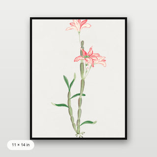 Sakoku Flower