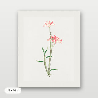 Sakoku Flower