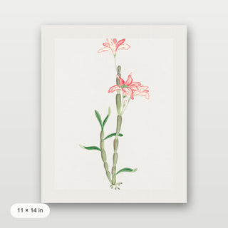 Sakoku Flower