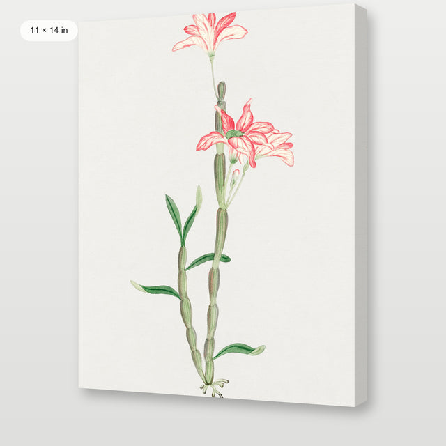 Sakoku Flower, Gallery Wrap