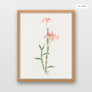 Sakoku Flower