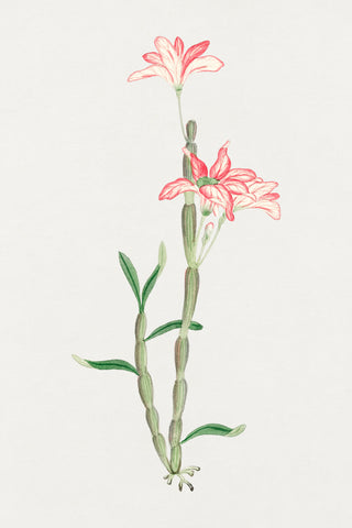 Sakoku Flower