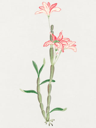 Sakoku Flower
