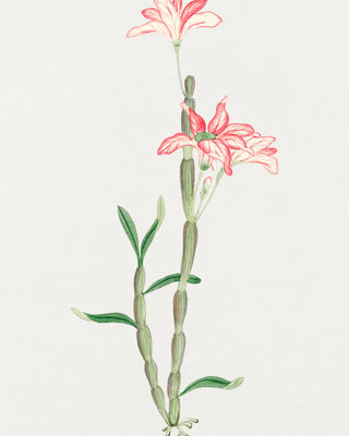 Sakoku Flower