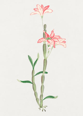 Sakoku Flower