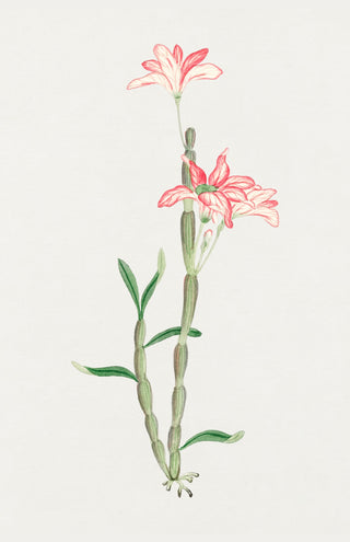 Sakoku Flower
