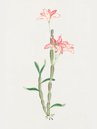 Sakoku Flower