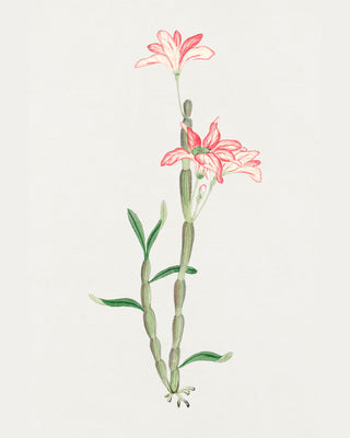 Sakoku Flower