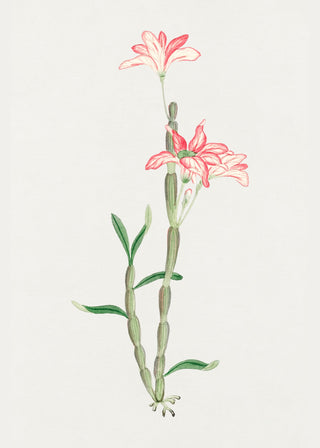 Sakoku Flower