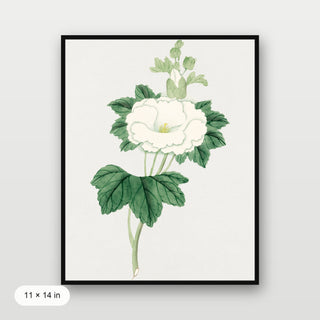 Tachi Aoi Flower